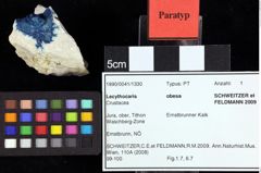 Foto (Objket + Etiketten) von Lecythocaris obesa (Schweitzer & Feldmann, 2009) 